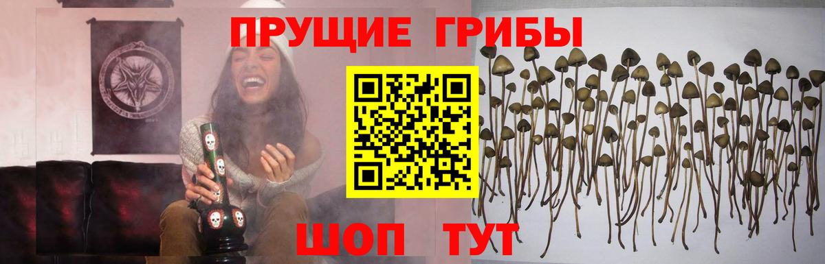Волхов  Галлюциногенные грибы Psilocybine cubensis  Галлюциногенные грибы ЛСД  Вход с VPN 